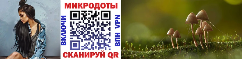 Псилоцибиновые грибы Psilocybe Кулебаки